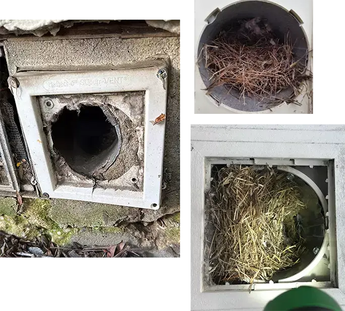 Bird Nest Removal